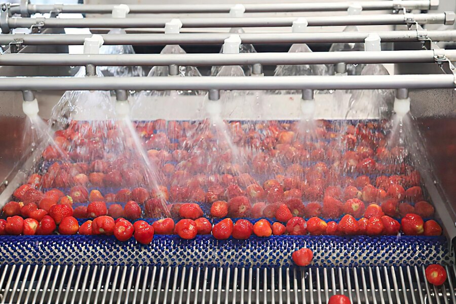 tomato paste factory