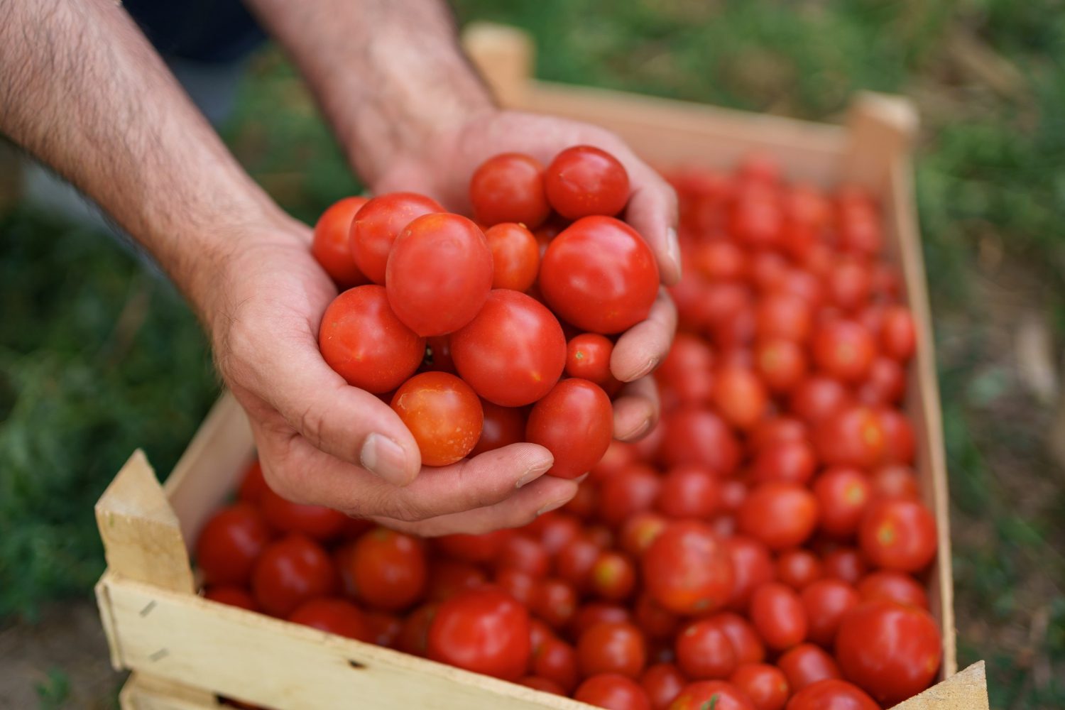 Picking a basket of tomatoes